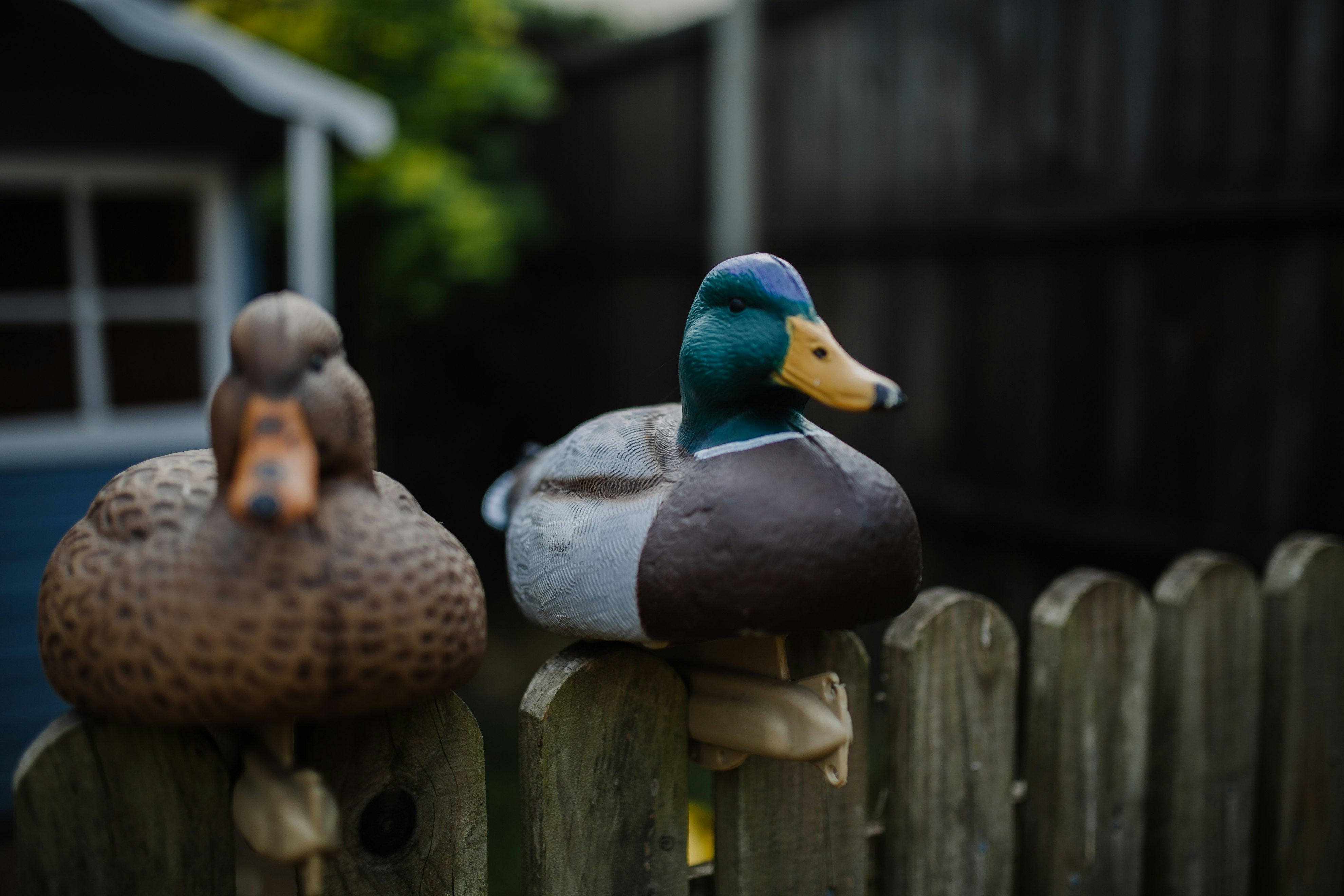 two duck figurines on fence